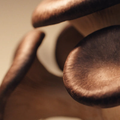 Mushroom Name