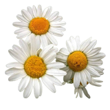 Chamomile