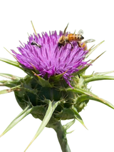 Milk Thistle