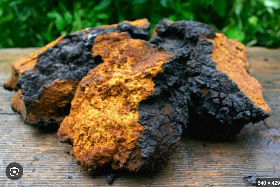 Chaga mushroom