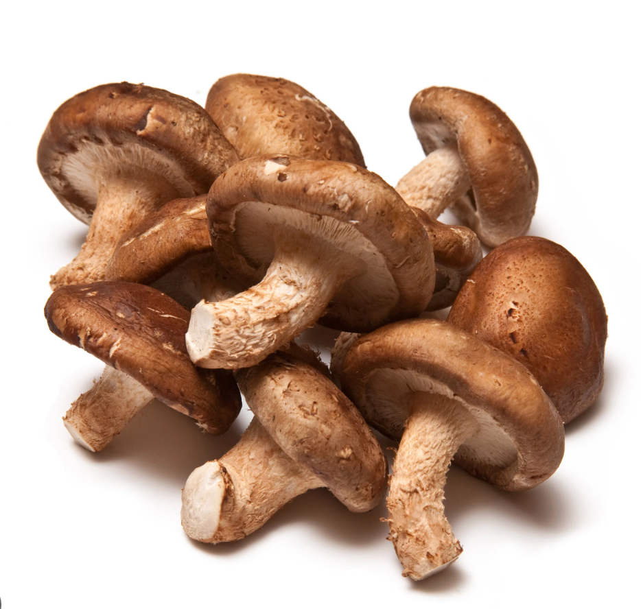 Shiitake mushroom