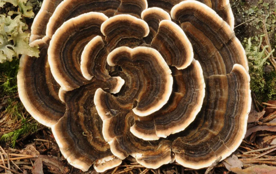 Turkey Tail mushroom