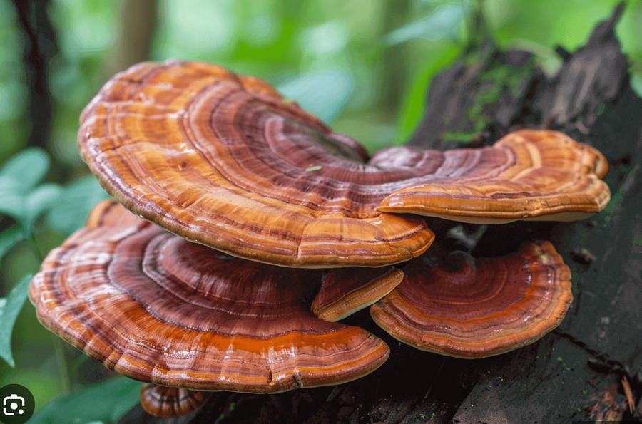 Reishi mushroom