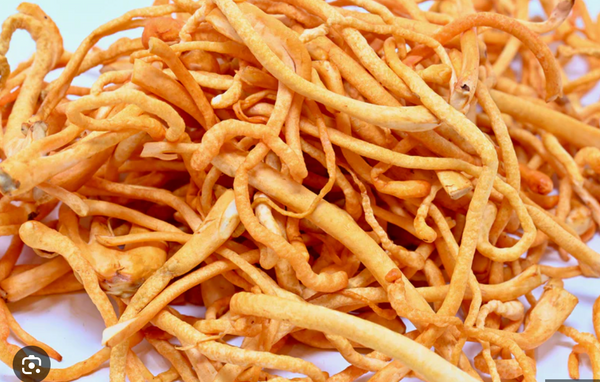 Cordyceps mushroom