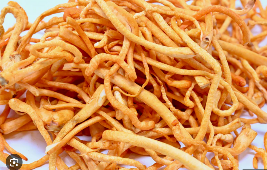 Cordyceps mushroom