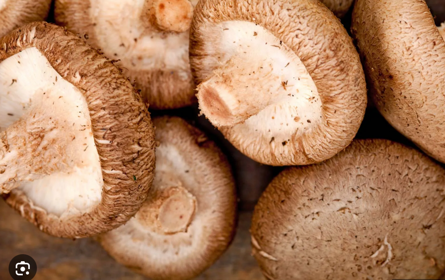 Shiitake mushroom
