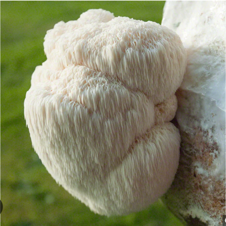Lion's Mane mushroom