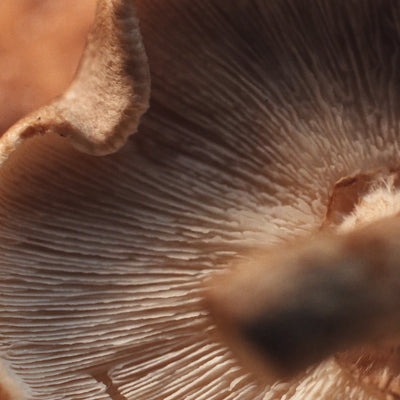 Mushroom Name