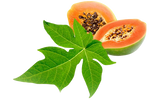 Papaya Leaf